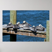 Pelikanen rusten op een dok poster (Voorkant)