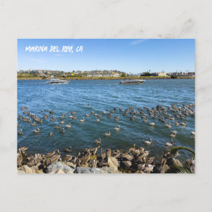 Pelikanen terug in Kanaal - Marina del Rey, CA Briefkaart