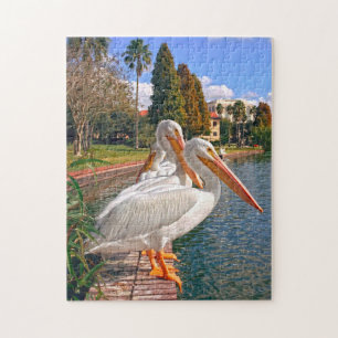 Pelikanen van Florida. Legpuzzel