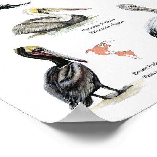 pelikanen van het wereldposter poster (Hoek)