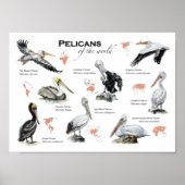 pelikanen van het wereldposter poster (Voorkant)