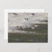 Pelikanen Vist onder de heuvel Briefkaart (Voorkant / Achterkant)