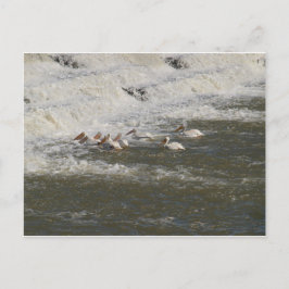 Pelikanen Vist onder de heuvel Briefkaart