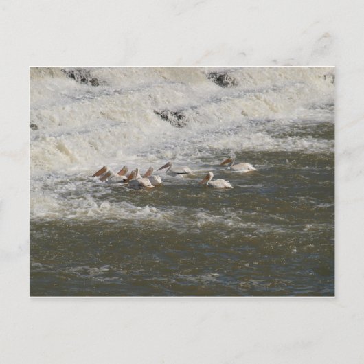 Pelikanen Vist onder de heuvel Briefkaart (Voorkant)