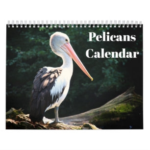 Pelikanen Vogel 2027 Kalender