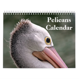 Pelikanen Vogel 2027 Kalender