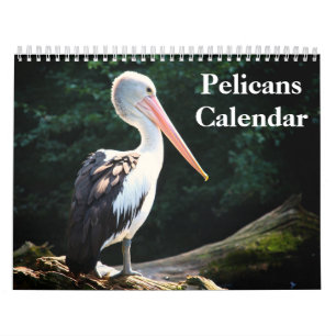 Pelikanen Vogel Kalender