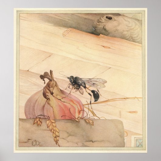 PELOPAEUS SPIRIFEX - Insect Book Illustration Poster (Voorkant)