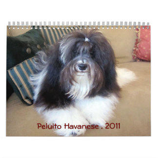 Peluito Havanese . 2011 Kalender