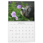 Peluito Havanese . 2011 Kalender (Mar 2026)
