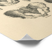  Pelvic Botten Anatomie 1880 Afdruk Poster (Hoek)