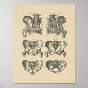 Pelvic Botten Anatomie 1880 Afdruk Poster