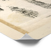 Pelvic Foot Botten Anatomie Afdrukken Poster (Hoek)
