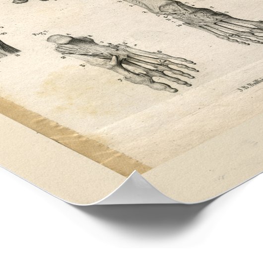 Pelvic Foot Botten  Anatomie Afdrukken Poster (Hoek)