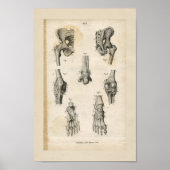 Pelvic Foot Botten  Anatomie Afdrukken Poster (Voorkant)