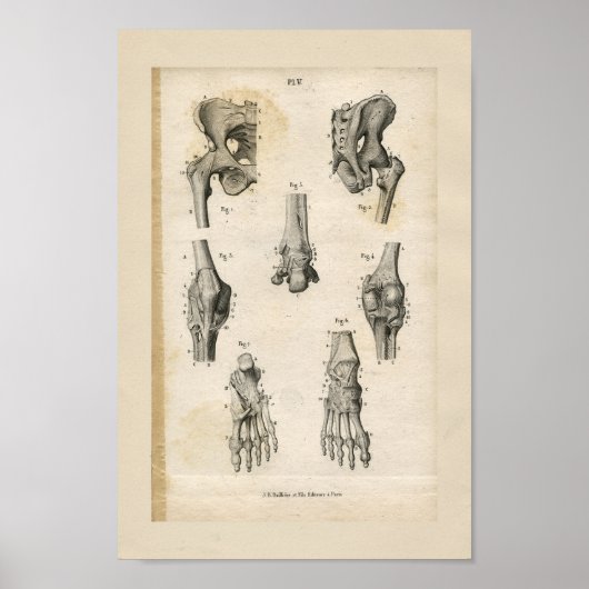 Pelvic Foot Botten Anatomie Afdrukken Poster (Voorkant)