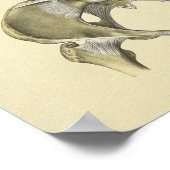 Pelvis Lumbar Joint Anatomy Botten Print (Hoek)