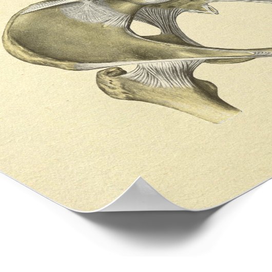 Pelvis Lumbar Joint Anatomy Botten Print (Hoek)