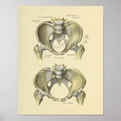Pelvis Lumbar Joint Anatomy Botten Print (Voorkant)