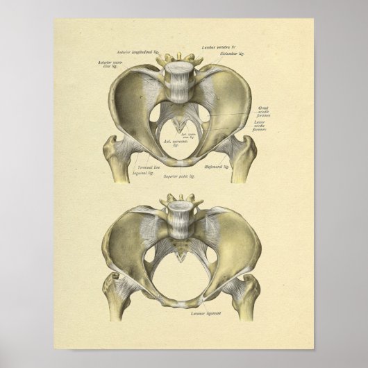 Pelvis Lumbar Joint Anatomy Botten Print (Voorkant)