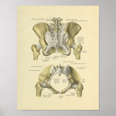 Pelvis Lumbar Joint Anatomy Botten Print (Voorkant)