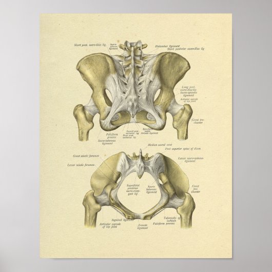 Pelvis Lumbar Joint Anatomy Botten Print (Voorkant)