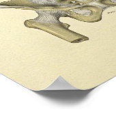 Pelvis Lumbar Joint Anatomy Botten Print (Hoek)