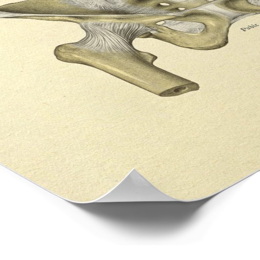 Pelvis Lumbar Joint Anatomy Botten Print (Hoek)