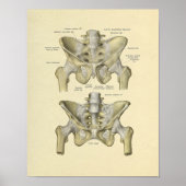 Pelvis Lumbar Joint Anatomy Botten Print (Voorkant)