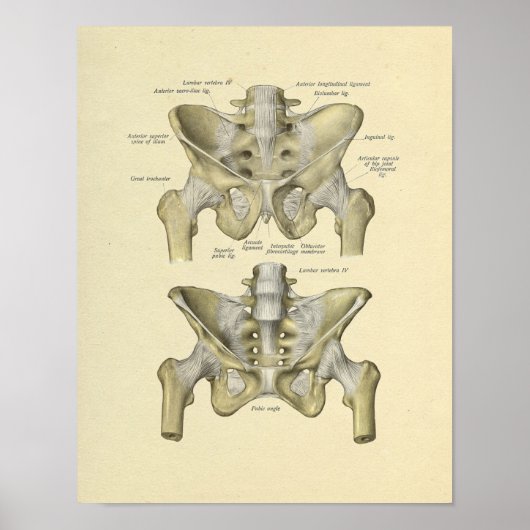 Pelvis Lumbar Joint Anatomy Botten Print (Voorkant)