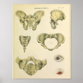 Pelvis Pelvic Botten  anatomie kunst Afdrukken Poster (Voorkant)