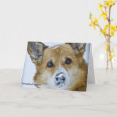 PEMBROKE DE WELSE NEUS VAN DE SNEEUW CORGI KAART (Gele Bloem)