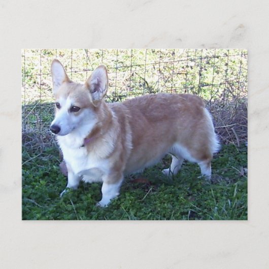 Pembroke Welsh Corgi Briefkaart (Voorkant)
