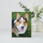 Pembroke Welsh Corgi Briefkaart (Staand voorkant)