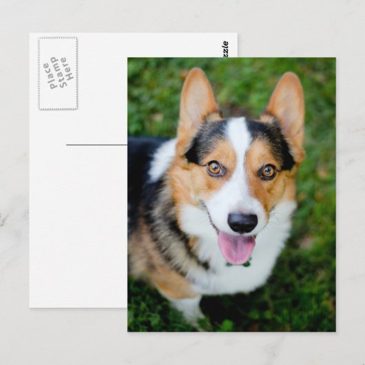 Pembroke Welsh Corgi Briefkaart (Voorkant / Achterkant)