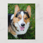 Pembroke Welsh Corgi Briefkaart (Voorkant)