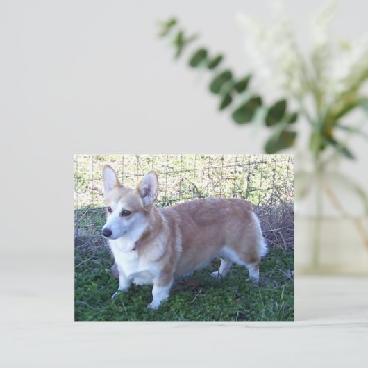 Pembroke Welsh Corgi Briefkaart (Staand voorkant)