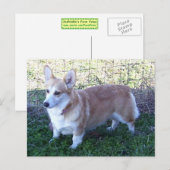 Pembroke Welsh Corgi Briefkaart (Voorkant / Achterkant)