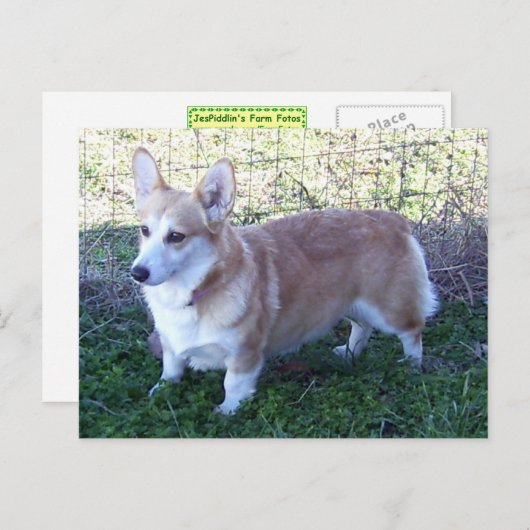 Pembroke Welsh Corgi Briefkaart (Voorkant / Achterkant)