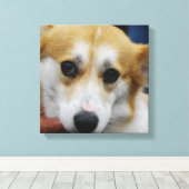Pembroke Welsh Corgi Canvas Print (Insitu (Houten vloer))