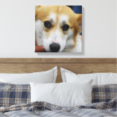 Pembroke Welsh Corgi Canvas Print (Insitu (Slaapkamer))
