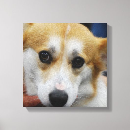 Pembroke Welsh Corgi Canvas Print (Voorkant)