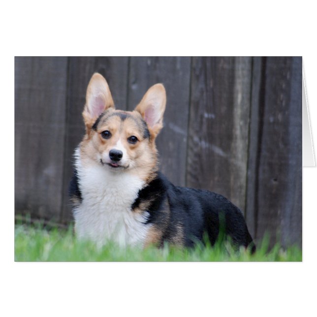 Pembroke Welsh Corgi Card (Voorkant Horizontaal)