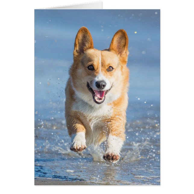 Pembroke Welsh Corgi Dog aan het strand (Voorkant)
