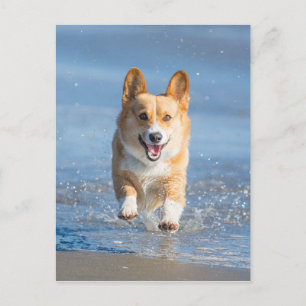 Pembroke Welsh Corgi Dog aan het strand Briefkaart