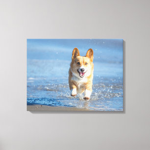 Pembroke Welsh Corgi Dog aan het strand Canvas Afdruk
