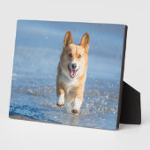 Pembroke Welsh Corgi Dog aan het strand Fotoplaat (Zijkant)