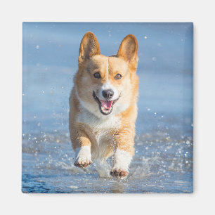 Pembroke Welsh Corgi Dog aan het strand Magneet