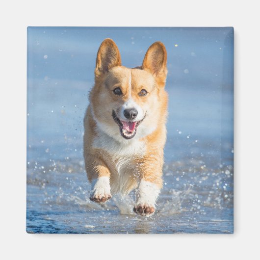 Pembroke Welsh Corgi Dog aan het strand Magneet (Voorkant)