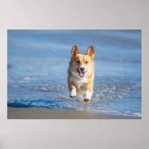 Pembroke Welsh Corgi Dog aan het strand Poster
